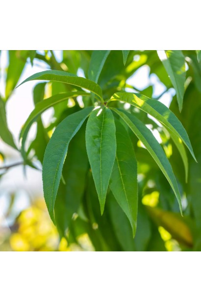 Подовжене вузьке листя нектарину Сноу Квін
